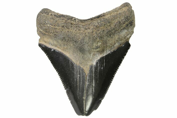 Juvenile Megalodon Tooth - Georgia #115627